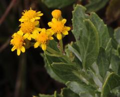 Senecio halimifolius