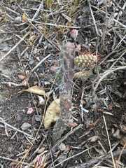 Opuntia aequatorialis