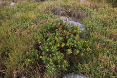 Senecio halimifolius