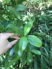 Kadua