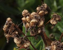Senecio halimifolius