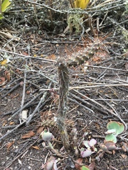 Opuntia aequatorialis