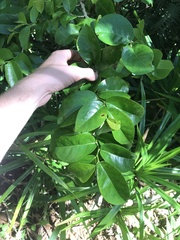 Antidesma platyphyllum