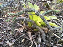 Opuntia aequatorialis
