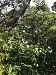 Hibiscus arnottianus