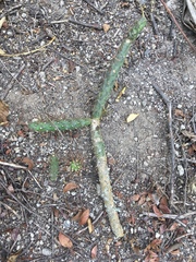 Opuntia aequatorialis