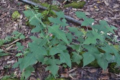 Smallanthus oaxacanus