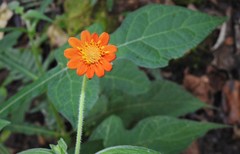 Smallanthus oaxacanus