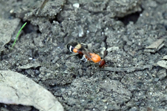 Psorthaspis legata