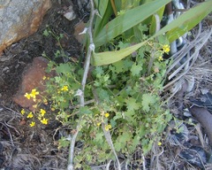 Cineraria platycarpa