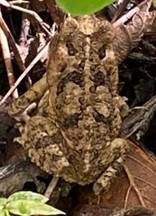 Incilius marmoreus