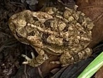 Incilius marmoreus