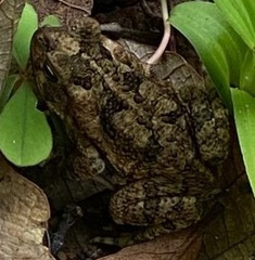 Incilius marmoreus