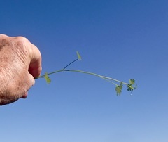 Cineraria platycarpa