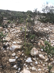 Albuca spiralis
