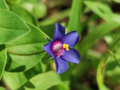 Lysimachia arvensis caerulea