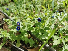 Lysimachia arvensis caerulea