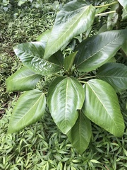 Touchardia latifolia