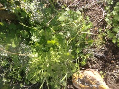 Cineraria platycarpa
