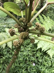 Touchardia latifolia