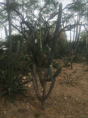 Cactaceae