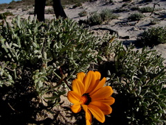 Gazania splendidissima