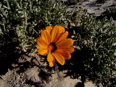 Gazania splendidissima