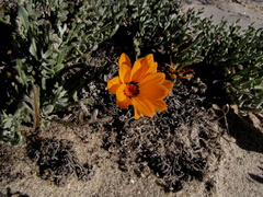 Gazania splendidissima