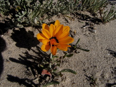 Gazania splendidissima