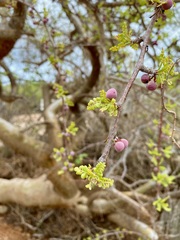 Bursera exequielii
