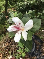 Hibiscus arnottianus