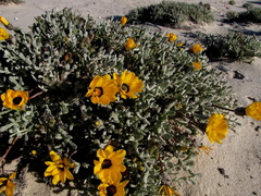 Gazania splendidissima