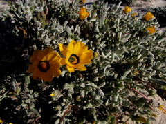 Gazania splendidissima