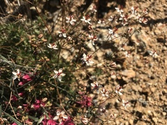 Pharnaceum elongatum