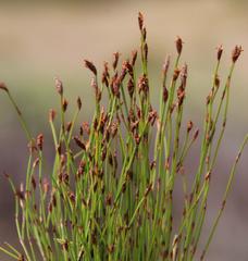 Restio eleocharis