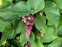 Leycesteria
