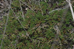 Selaginella sellowii