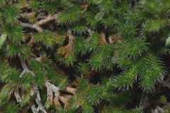 Selaginella sellowii