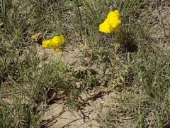Oenothera hartwegii