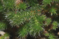 Selaginella sellowii