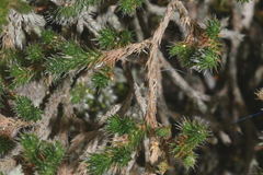 Selaginella sellowii
