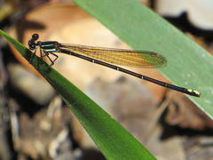Allocnemis leucosticta