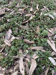 Podolobium procumbens