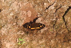 Telenassa berenice