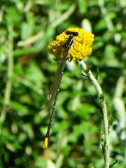 Allocnemis leucosticta