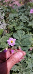 Solanum demissum