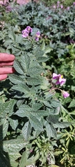 Solanum demissum