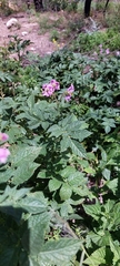 Solanum demissum