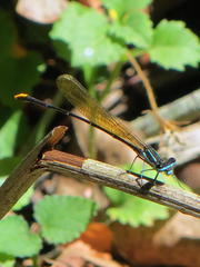 Allocnemis leucosticta