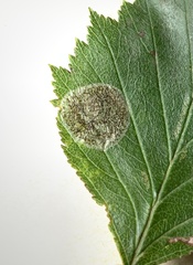 Parornix inusitatumella